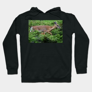 Mother and child reunion - White-tailed Deer Hoodie